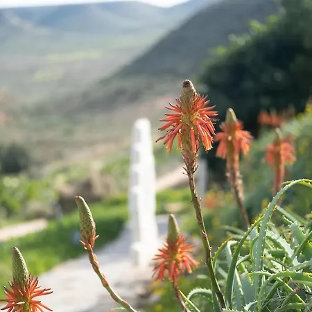 La Almendra Y El Gitano