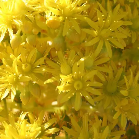 La Almendra Y El Gitano 호텔 2*